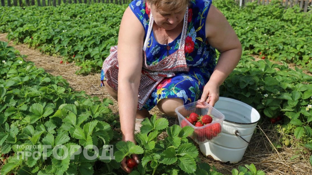 Одну ложку под куст, и клубника бомбит ягодами – прекрасное удобрение без химии