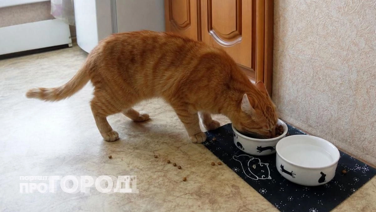 Медленное отравление питомца: ветеринар объяснил, почему сухой корм разрушает здоровье вашего любимца