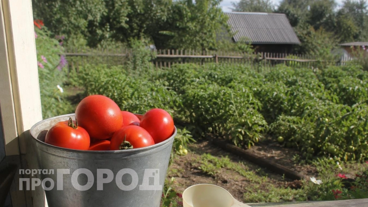 Агрономы поделились секретом: как вырастить томаты размером с мяч с помощью водки