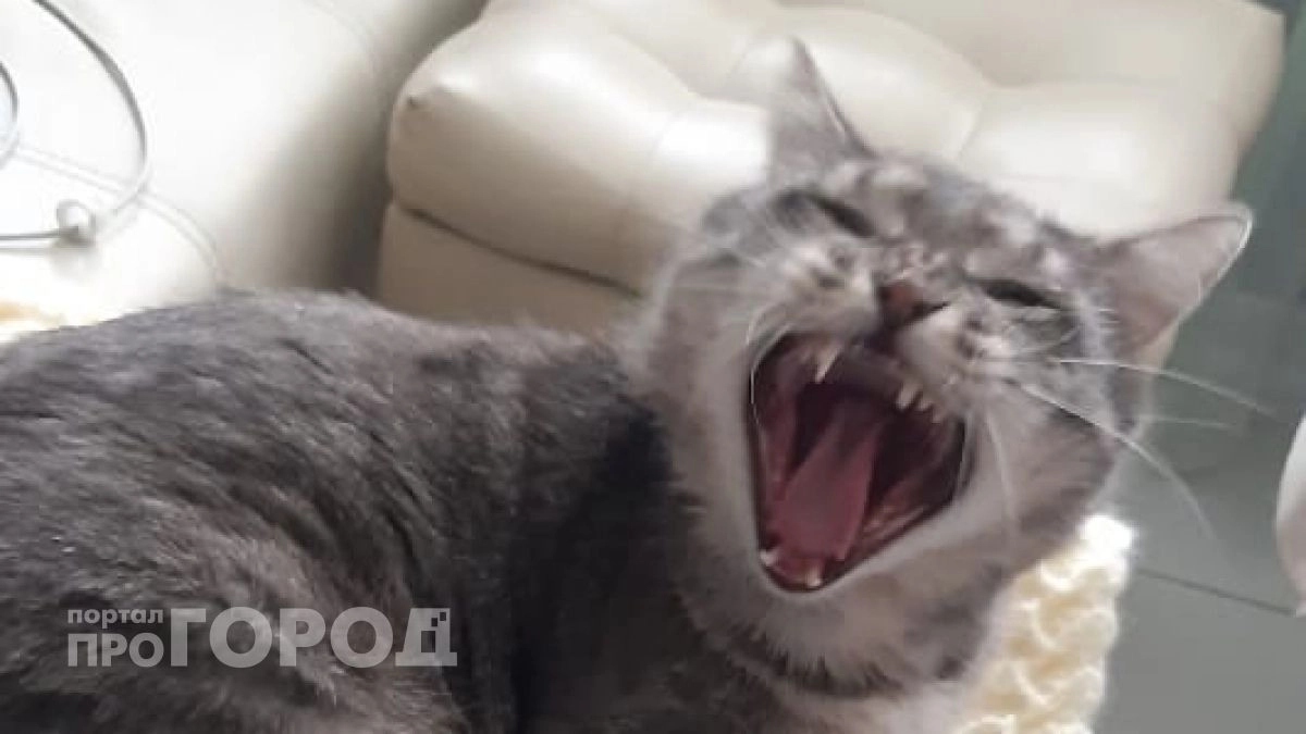 В Цивильском районе ввели карантин по бешенству из-за зараженной кошки