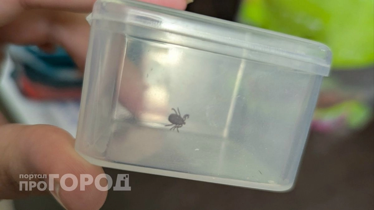 За неделю в Чувашии от клещей пострадали 124 человека