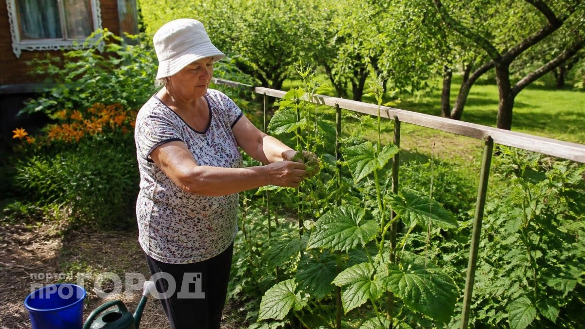 Огурцы порадуют дополнительным урожаем: просто делаю это в августе – и через три дня желтые завязи зеленеют