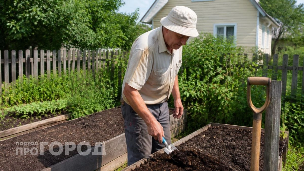 Всегда вношу это под посадку чеснока: новый урожай крупный и здоровый – крупные головки