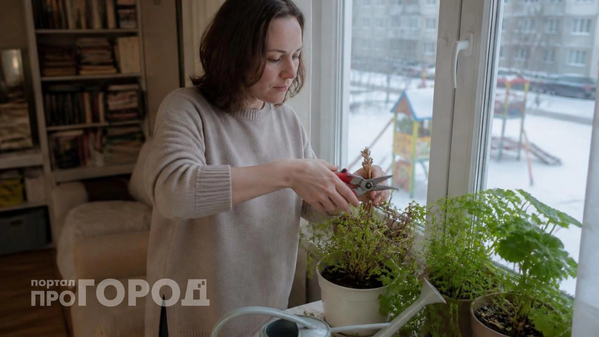 Досадная ошибка, из-за которой герань зимой погибает: исправляю ее за минуты