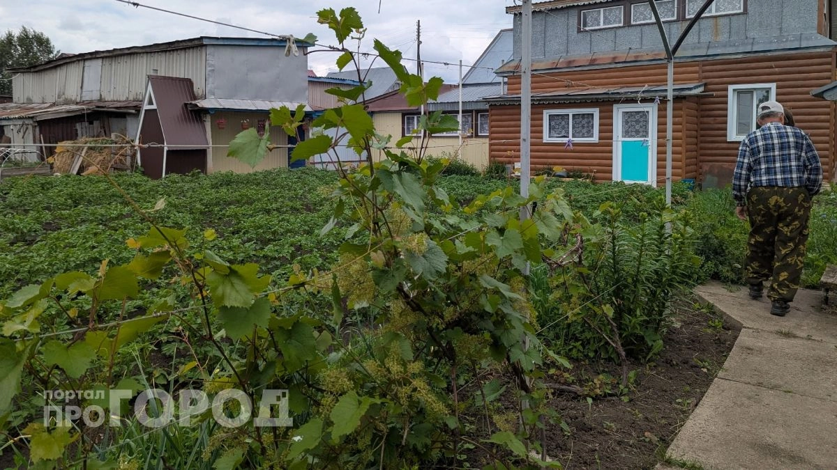 Забудьте про прополку навсегда: просто разведите стакан средства на ведро воды и забудьте о сорняках до осени