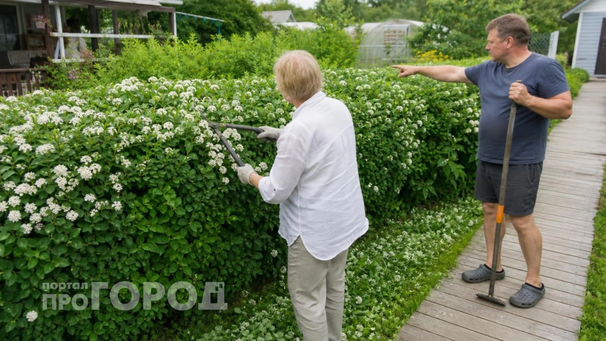 Живая изгородь на участке будет радовать много лет: 6 красивейших многолетников вместо забора