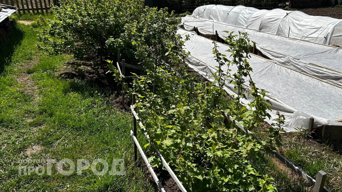 Не ждите, пока листья смородины скрутятся: этот рецепт моментально убивает тлю без грамма химии