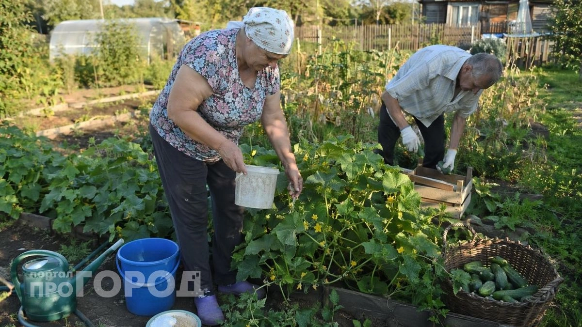 Добавляю в воду два кухонных продукта для огурцов в июле: собираю урожай волнами, когда у других грядки пустые