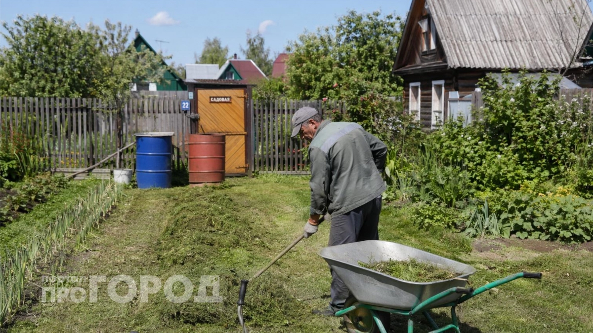 Скошенную траву больше не выбрасываю: превращаю зеленую массу в урожай на участке – мой метод 