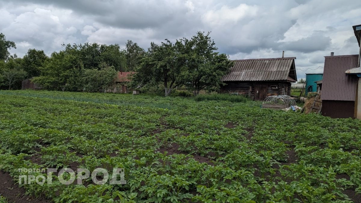 В Чувашии дачница отравилась средством от колорадских жуков и попала в больницу