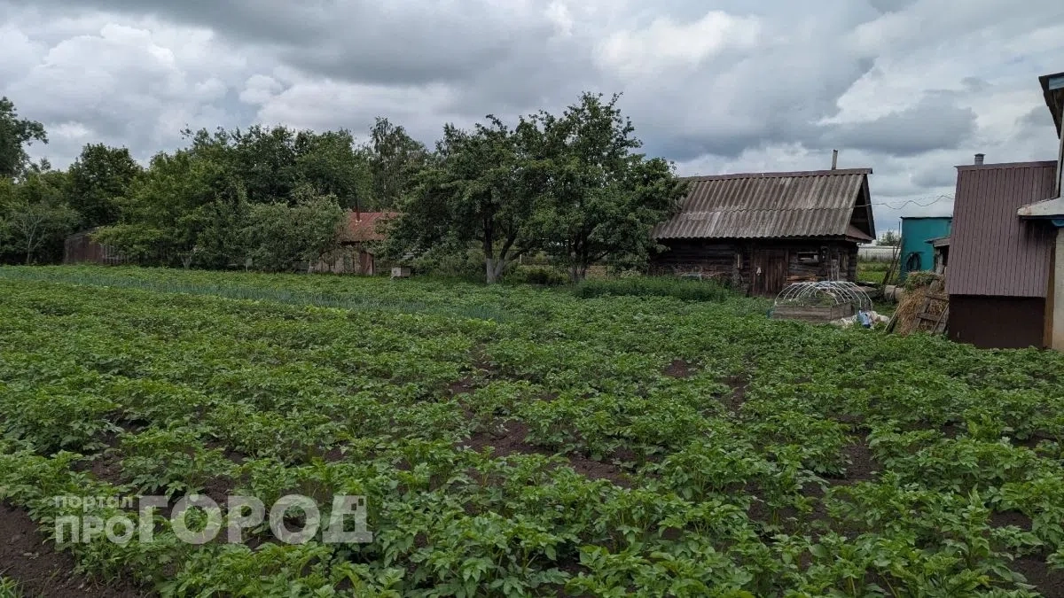 Я устал собирать колорадского жука вручную и нашел простой раствор который реально очищает грядки моментально 