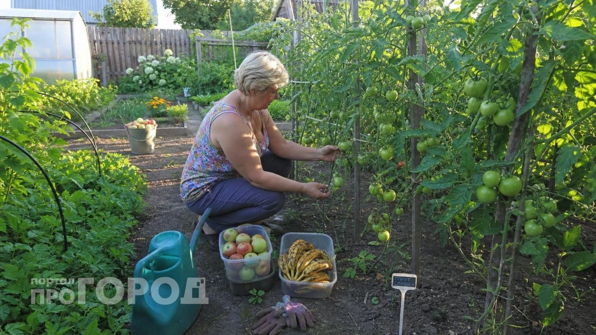 Перестала собирать зеленые томаты в сентябре: теперь они дружно краснеют на кустах уже в июле без лишней химии