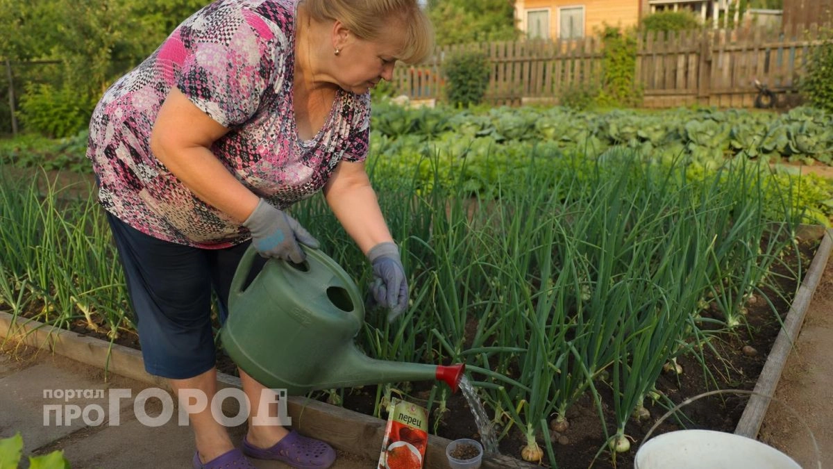 Добавьте это в лунки весной: луковицы вырастут размером с кулак и будут защищены от любых вредителей