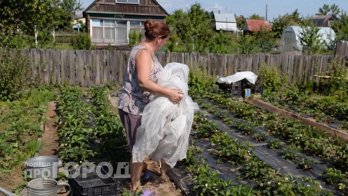 Я забыла про покупную мульчу: делаю грядки бархатными буквально из мусора