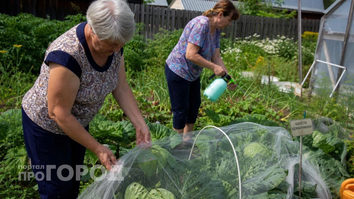 Забыла о гусеницах на капусте: всего три простых обработки – и кочаны остаются чистыми до самой осени