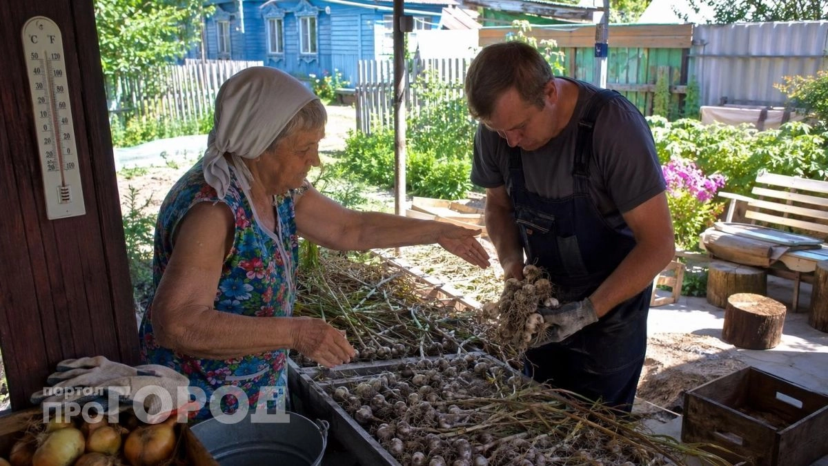 Перестала сушить чеснок на солнце после того как поняла свою ошибку: теперь головки хранятся до мая без порчи