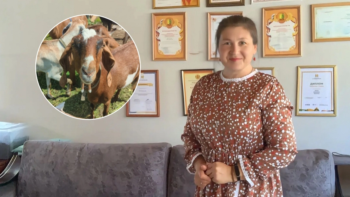 Жительница Шемурши разводит нубийских коз, делает сыры и проводит экскурсии для детей по своему хозяйству