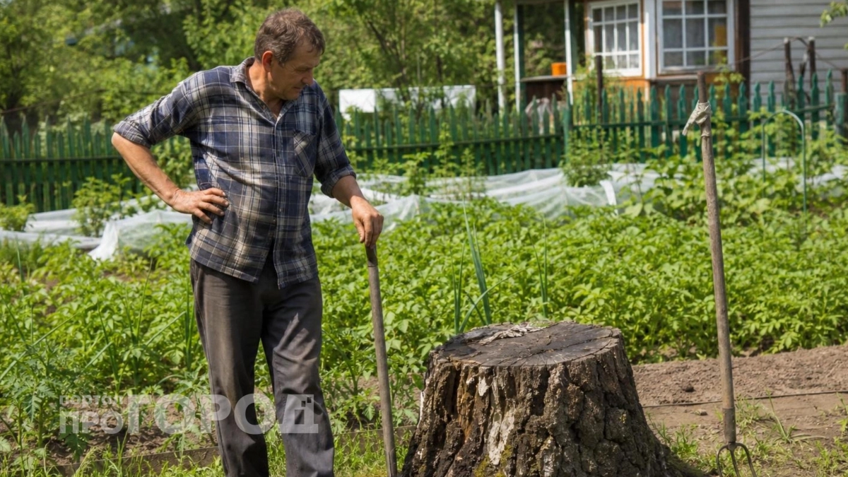 Хватит мучиться с лопатой: этот простой китайский метод удалит пень с вашего участка без капли пота