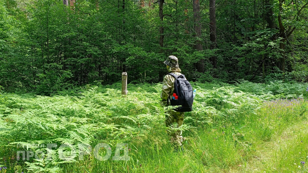 МЧС не шутит: вот, что из сладостей обязательно нужно брать с собой в лес из дома