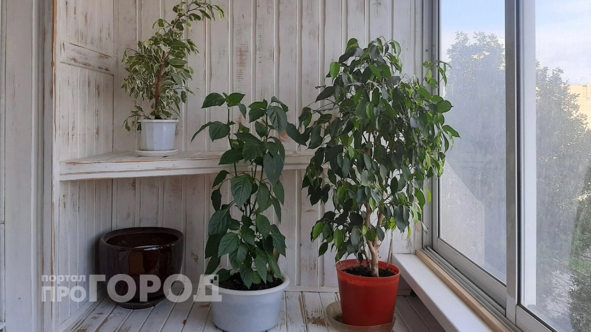 И больше никаких мух и комаров: эти шесть комнатных растений в вашем доме избавят вас от назойливых насекомых