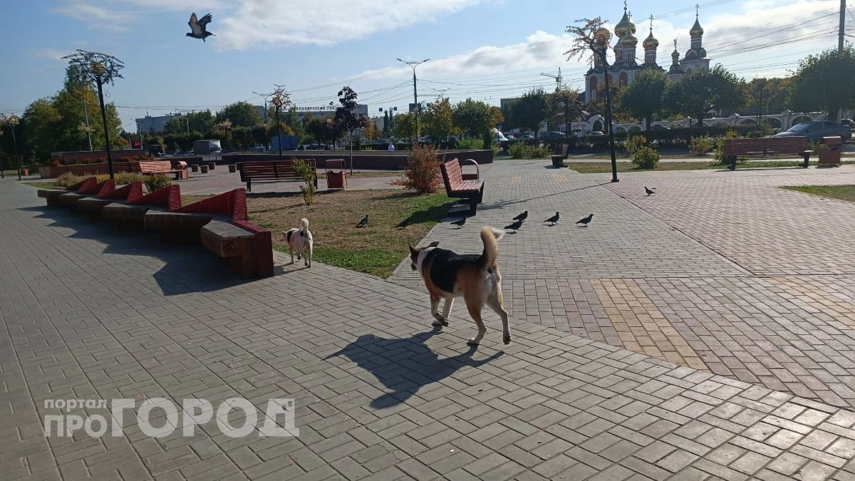 Суд взыскал компенсацию с хозяйки собаки, укусившей мальчика в Чувашии