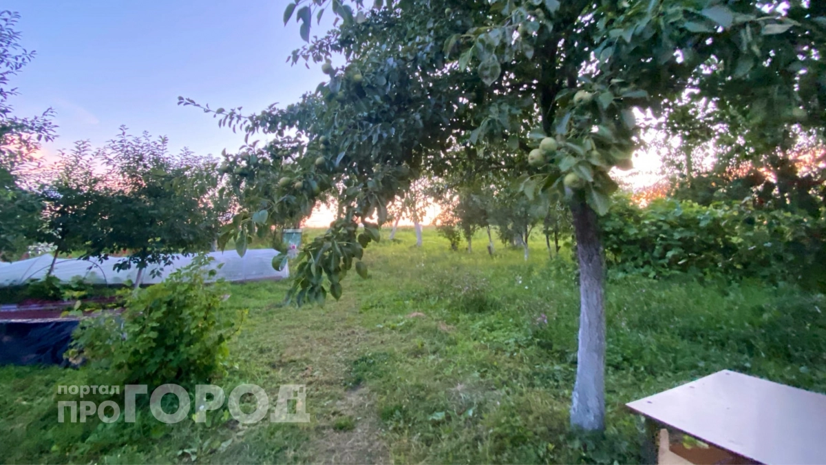 Не выбрасываю опавшие яблоки и груши: мусор оказался настоящим золотом для урожая