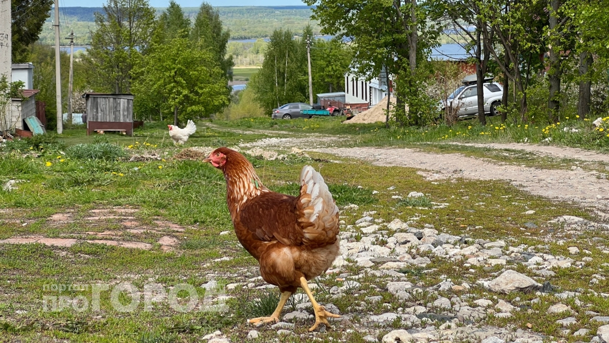 Завести куриц и просто получать яйца больше не получится: новый закон против дачников уже заработал