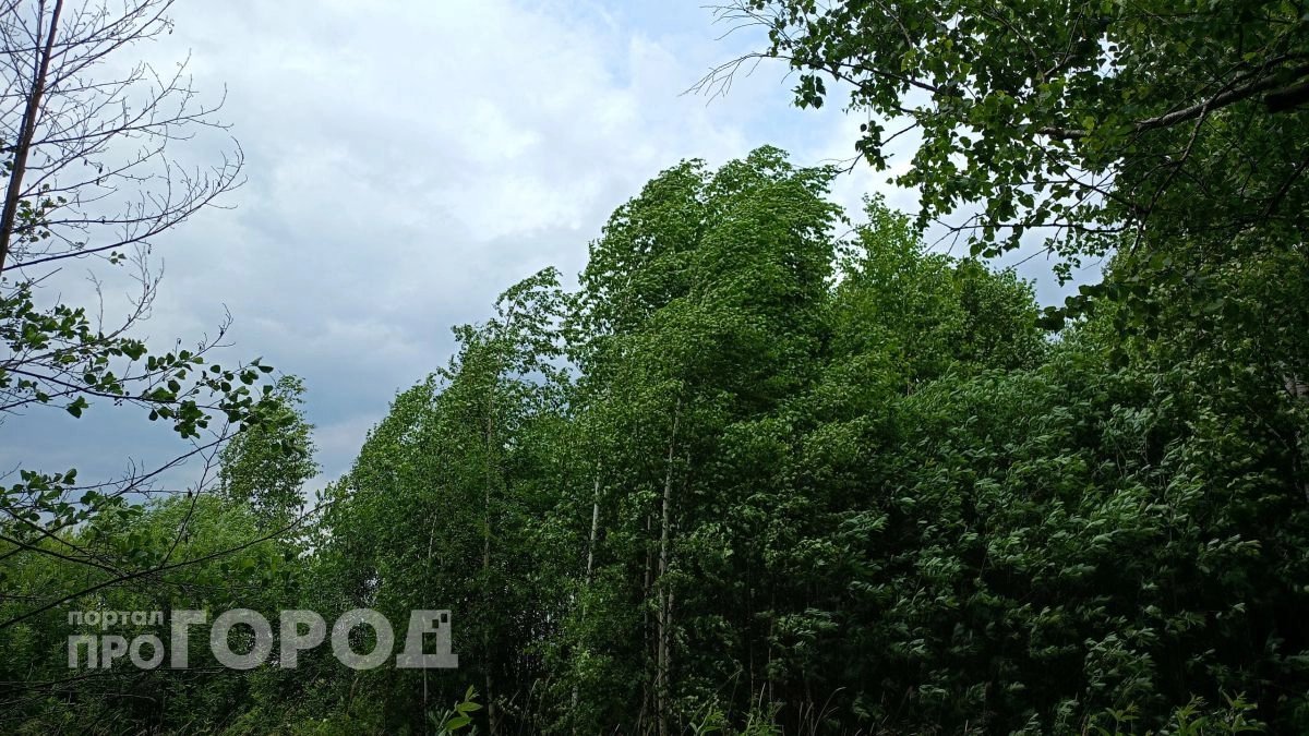 В Чувашию ворвется осень с холодными дождями, но лето быстро перехватит эстафету