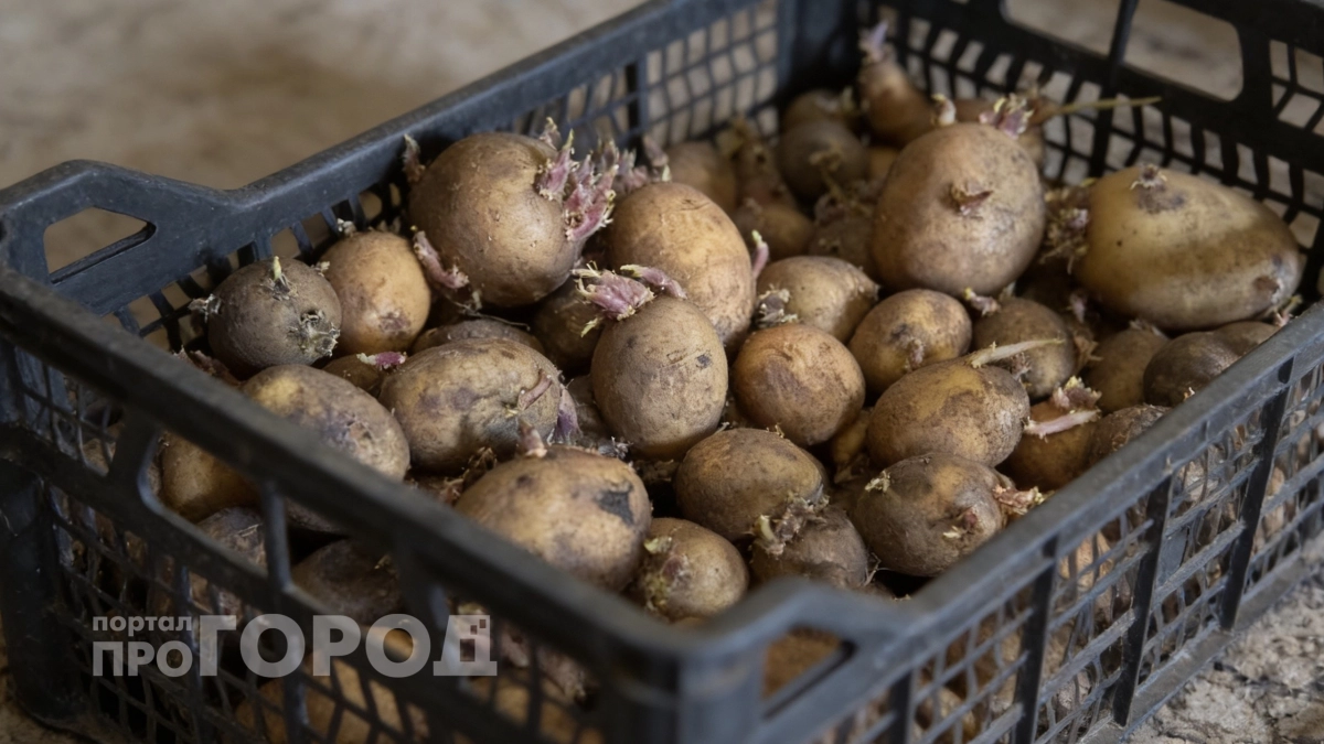 Сгниет и прорастет: заядлая огородница рассказала, где категорически нельзя хранить картошку дома