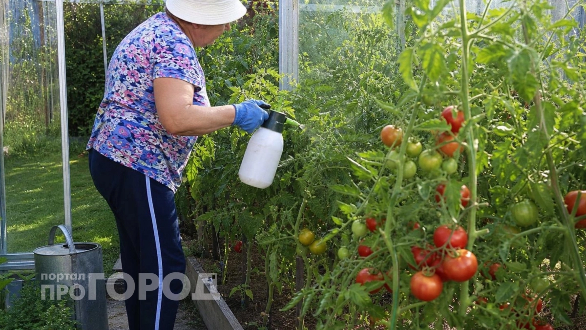 Прекратите безжалостно удалять нижние листы томатов 
