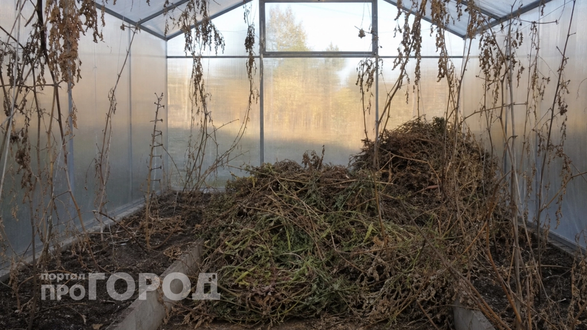 Теплица не простит эту ошибку: что нужно убрать и обработать после сбора урожая до наступления холодов
