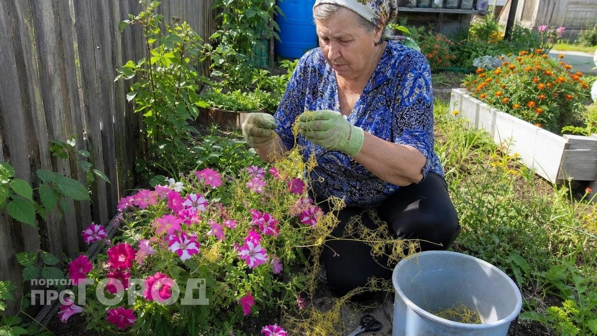 Весь огород под угрозой: этот коварный сорняк высасывает все соки из почвы и губит ваши любимые цветы
