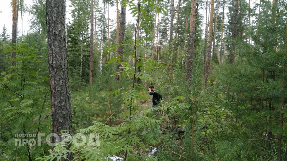 Грибник часами блуждал по лесам в Чувашии, пока на его след не вышли полицейские с собакой