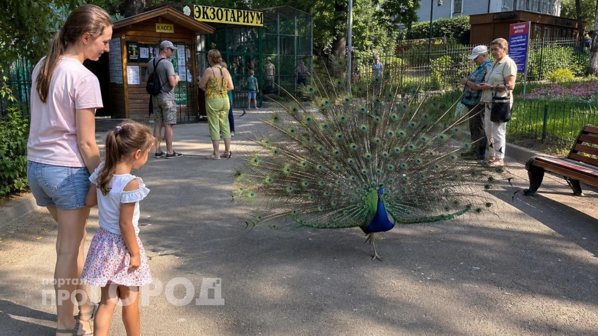 Люди засмеют: каждый второй не знает как называется самка павлина