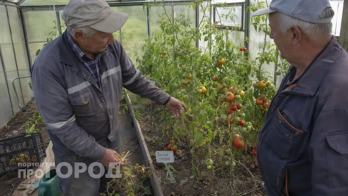 Обрывал листья томатов по привычке и терял плоды: исправил одну ошибку и теперь собираю вёдрами без трещин