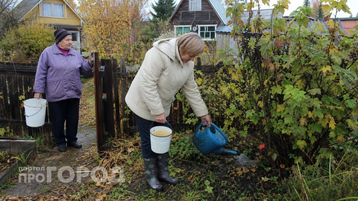 Выливаю картофельный отвар под смородину осенью: ягоды растут размером с вишню и становятся слаще меда