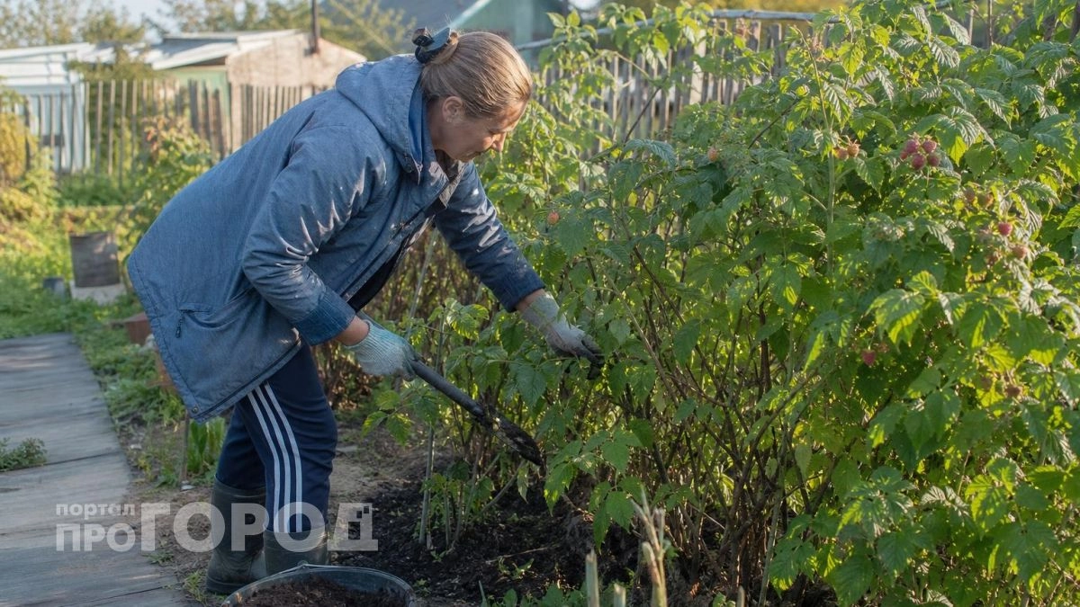 Засыпаю этот состав под кусты малины в октябре: на следующее лето собираю ягоды целыми вёдрами