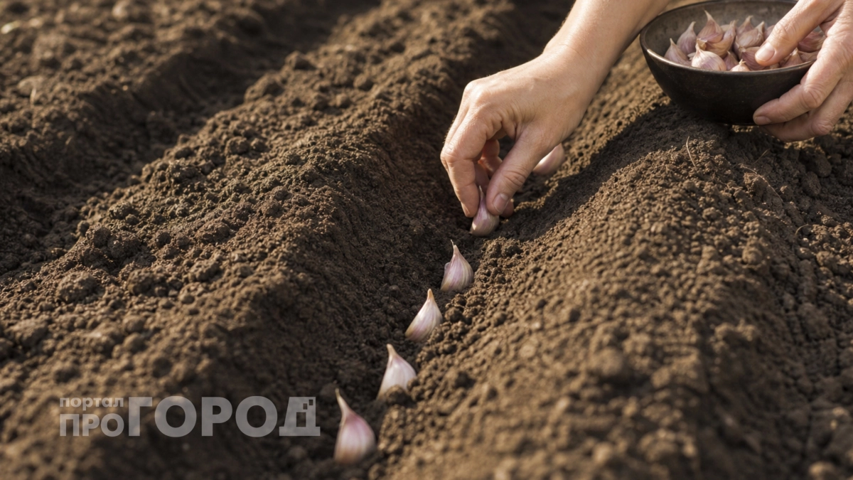 Заменит дорогие подкормки: копеечная заправка для чеснока из того, что под рукой