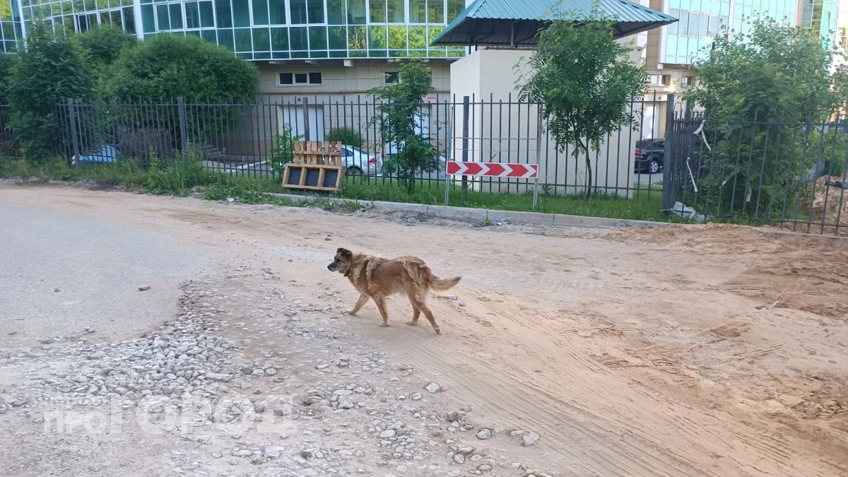 На ребенка напала собака на детской площадке в Козловке