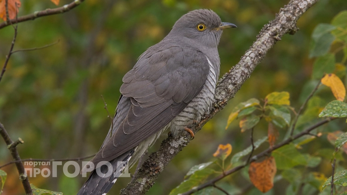 Как его только не коверкают: как правильно называется самец кукушки