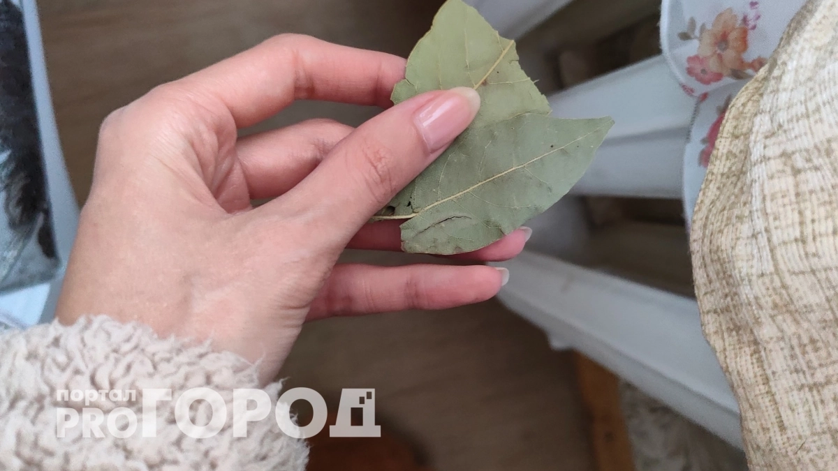 С первыми заморозками кладу лавровый лист на батарею и живу припеваючи: разницу замечает вся семья