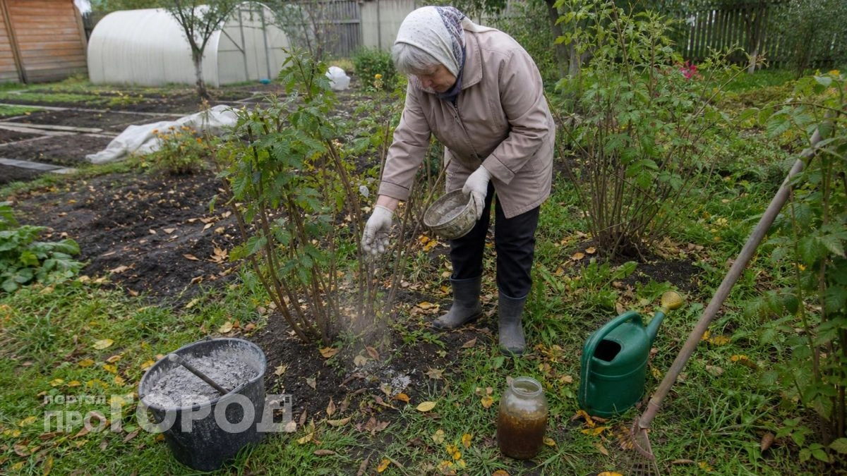 Забудьте про покупную химию: делайте эти 4 шага с малиной осенью и собирайте урожай вёдрами каждое лето