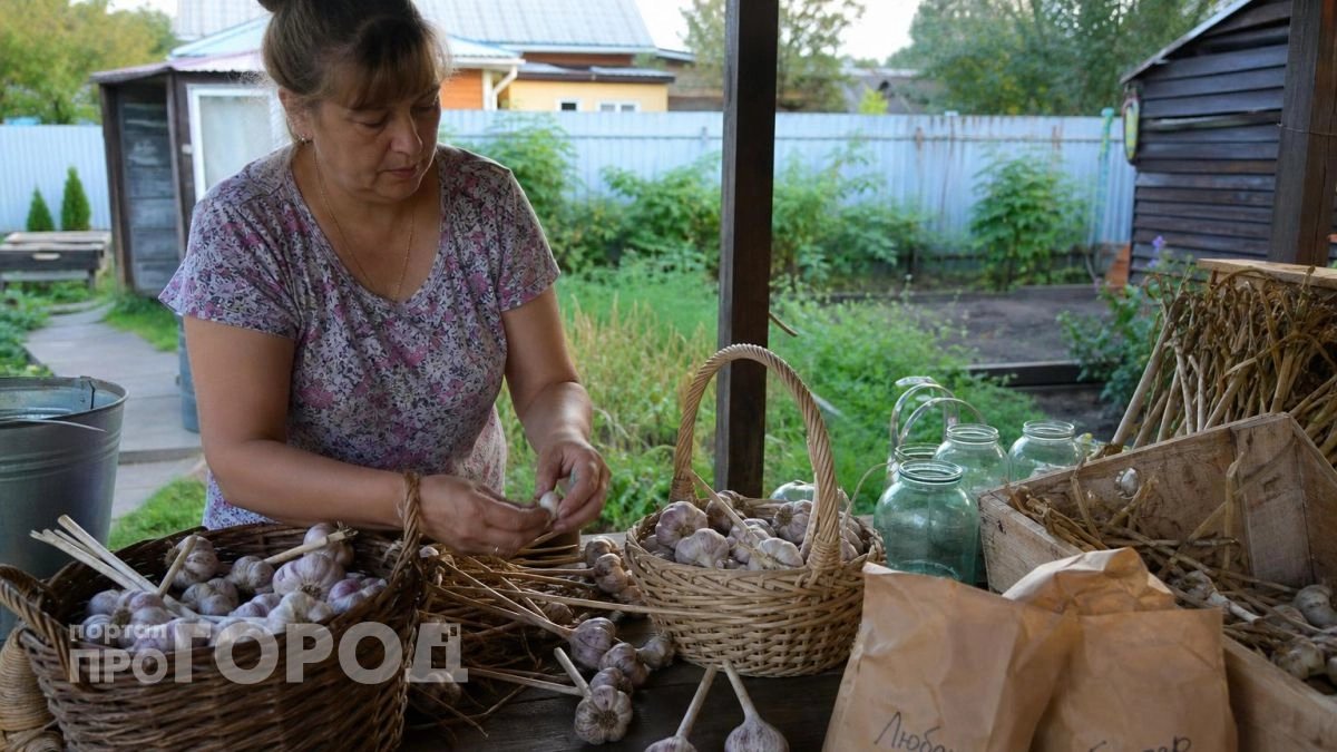 Хватит выбрасывать гнилой чеснок: я нашла простой способ хранения, при котором головки долежат до весны