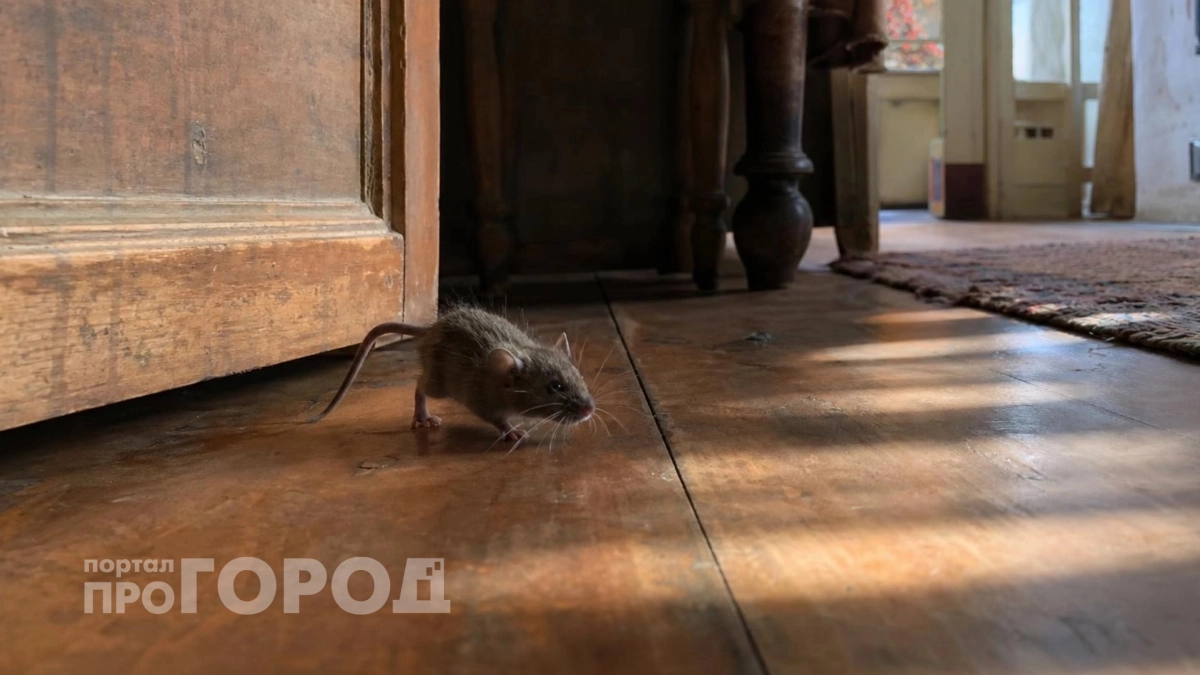 Заменит дорогую отраву: 2 капли – и мыши дают деру с участка
