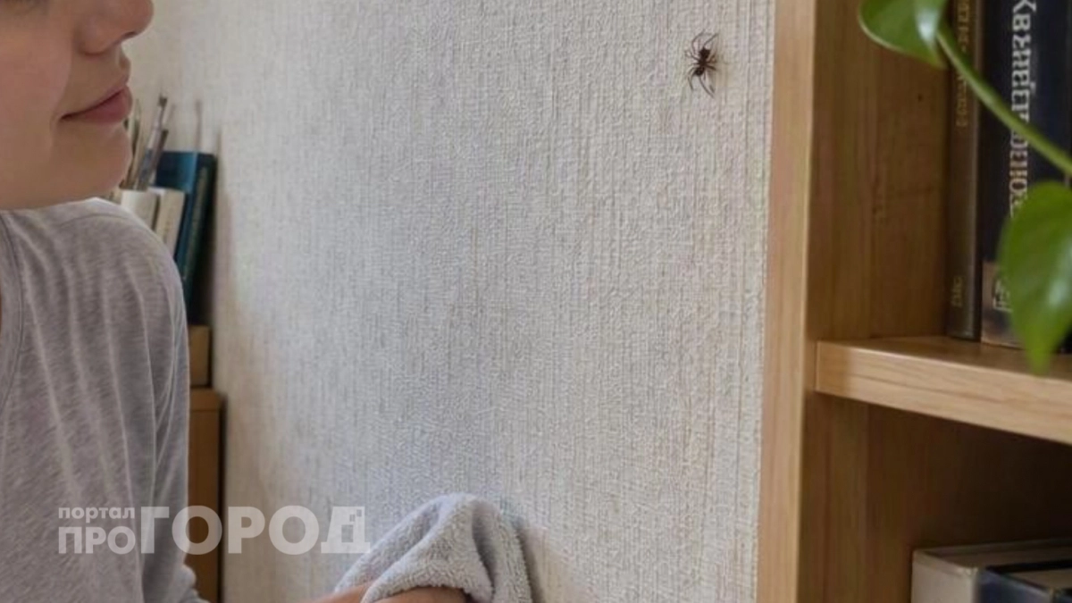 Ни в коем случае не убивайте паука дома: от каких бед защищает