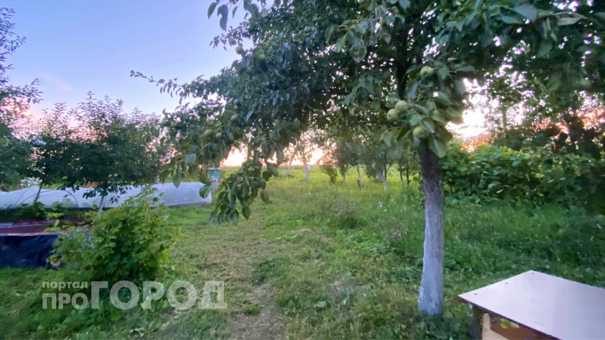 Ни грамма на свалку: как бесплатно переработать горы падалицы яблок и груш на даче