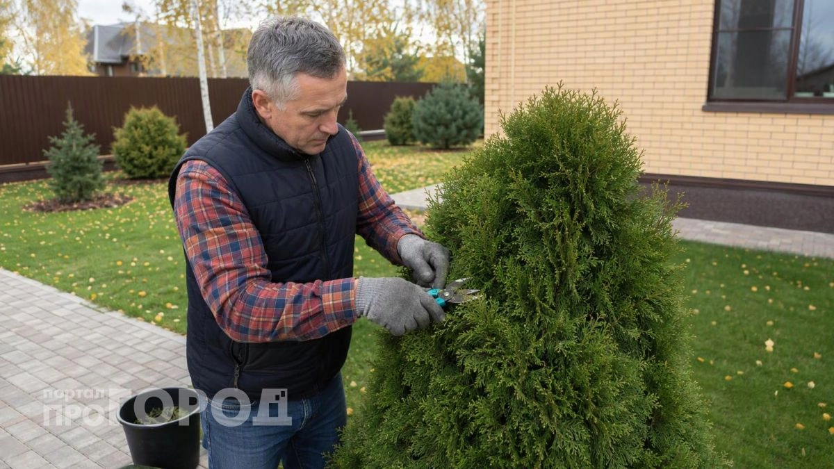 Верните хвойным яркий цвет за считанные дни: простой прием профессионалов для реанимации туй после зимы