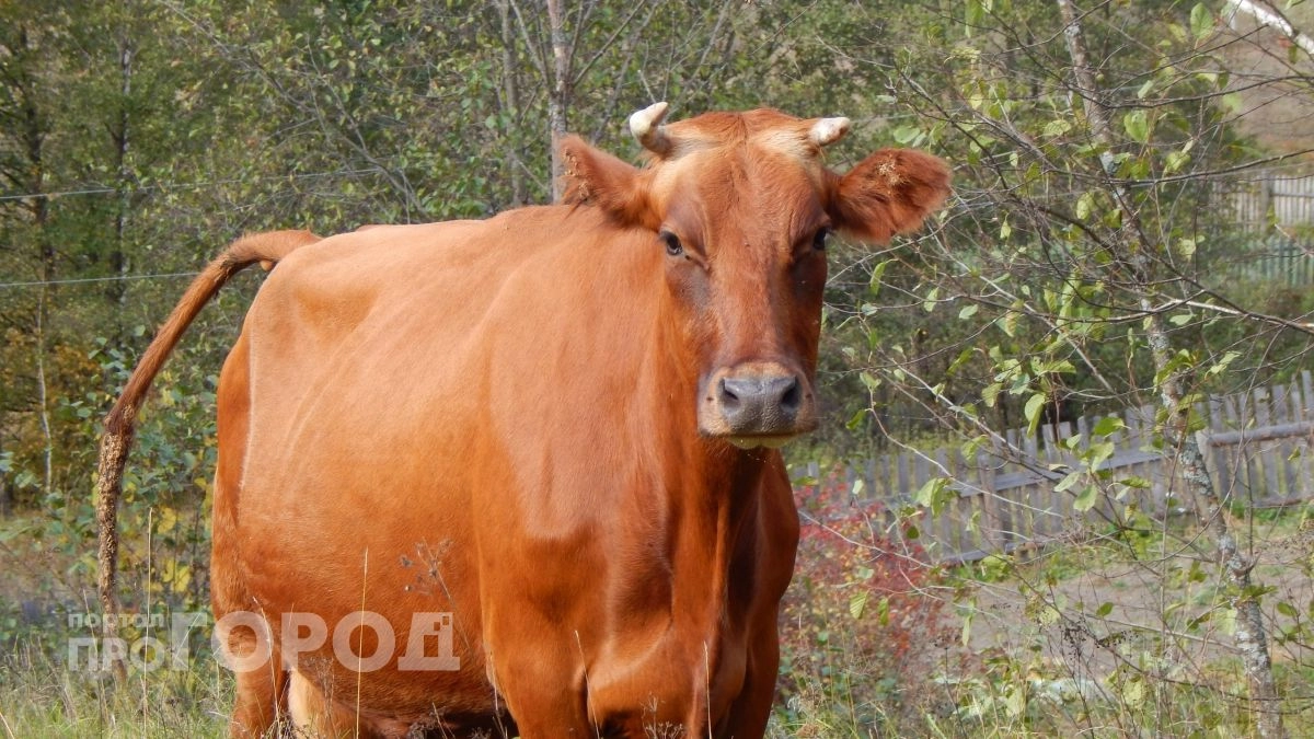 Скотобойню из Батыревского района поймали на жестоком забое коров и духоте в разделочных цехах
