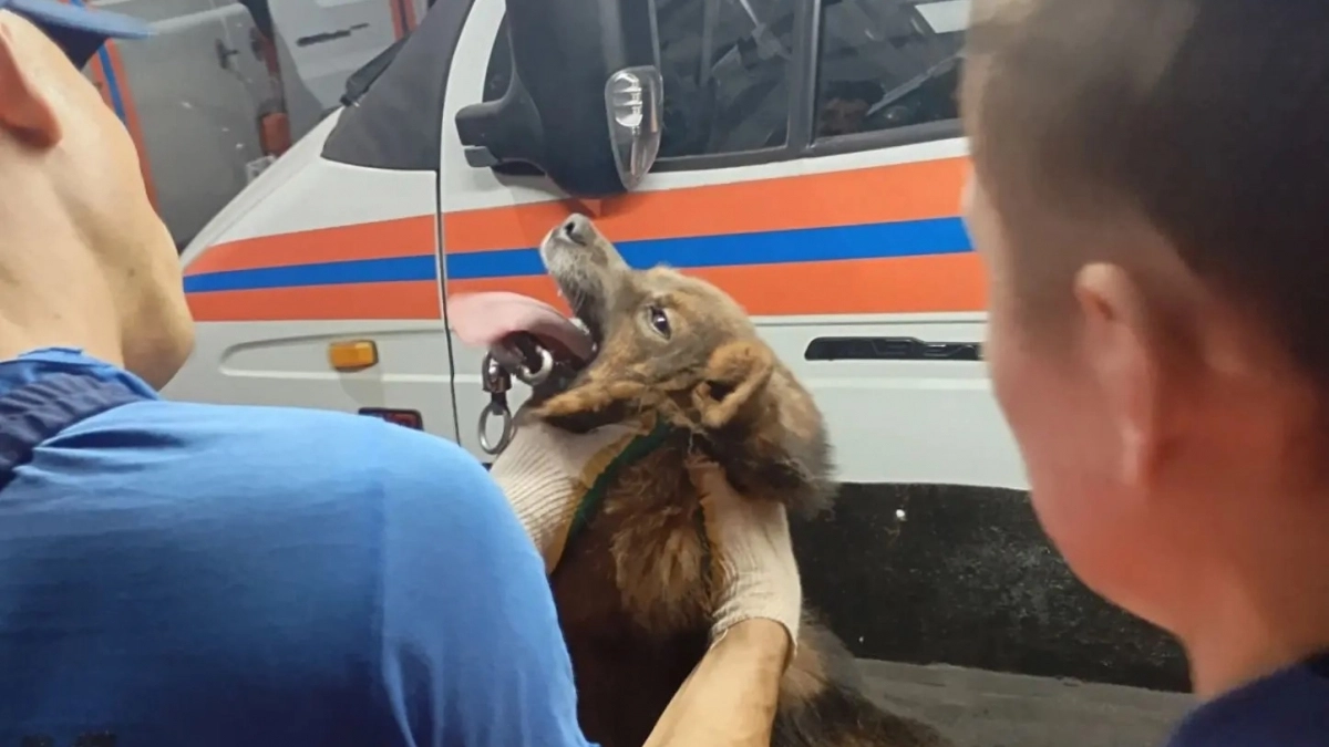 В Чувашии спасатели помогли псу, челюсть которого намертво застряла в карабине