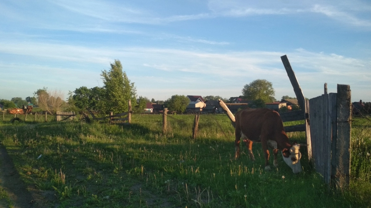 Возведение китайского завода в Шумерлинском районе остановили